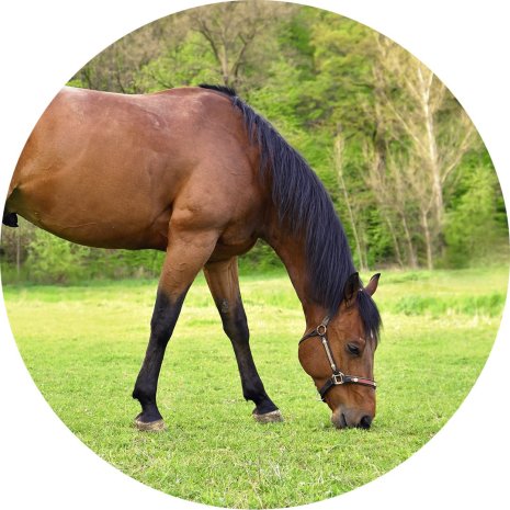 W&G / Kalaskungen Häst, sockeroblat Ø 19 cm | W&G - Kalaskungen | HobbyPyssel